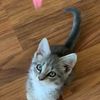 leocat638_kitty