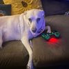 isaac_s_jones_bella
