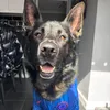zeusthegermanshepherd0