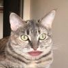 meowriina