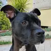 siginacrina