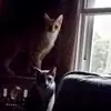 cattyds