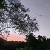edicarlo_34