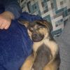 gerda945