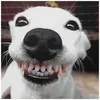 dogopogo69