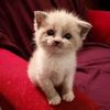 breadcattttt