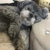 rileywoof