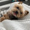 plantsnpuppies16