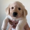 doggovore