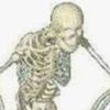 esqueleto31