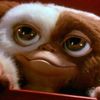 lil_gremlin.boi