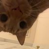 whoszunair