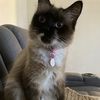 mittsthekitts
