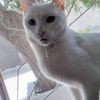 gatopanzon007