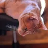 pitu_terrier