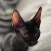michi.thecat