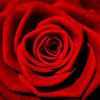 rosebud24ten