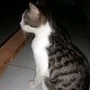 kecebongliar