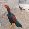 cheema611