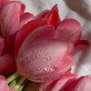 rose_marry92_