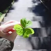 cucajnho