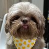 bellamyandpawmily
