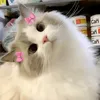 sheuiqhagsh