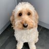 oscarthecockapoo1