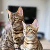bengalsroccobenji