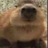 chrisbanzoa