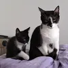 bamboleow