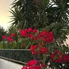 irena_220