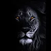 saidiraq