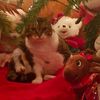 kattlovescookies