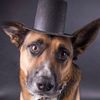baronadogslife