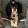 dulcethecavalier