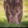 sharawy_aboelsoud