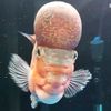 fishheadbeavis