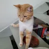 angelodemonio100