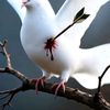 mohammadeltall0