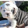 kiersten_bulldogs