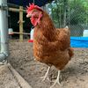 cluckypecky