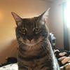 litchick96