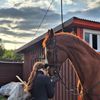 equ_dressage