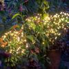 orawildlight