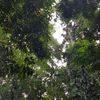 miyaapa
