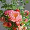 user94301603