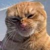 just_random_kmeow