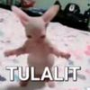 pun.ifan