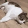 amgonnasweepyourfloor